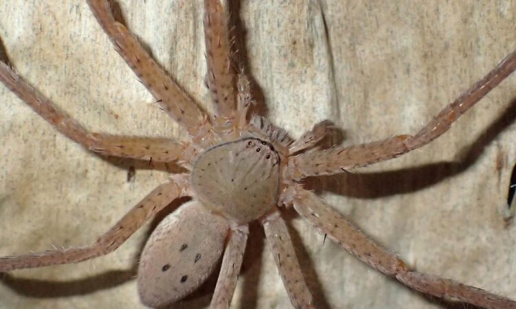 Avustralya'da 3 yeni örümcek türü keşfedildi