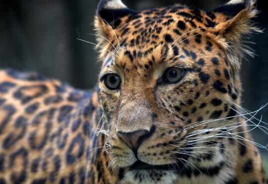 Pakistan'da şehre inen leopar 3 kişiyi yaraladı