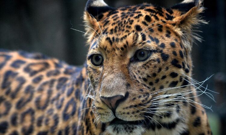 Pakistan'da şehre inen leopar 3 kişiyi yaraladı